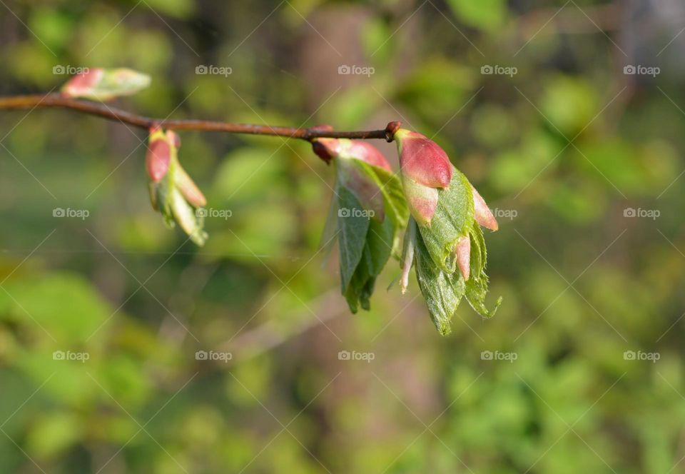 green young leaves spring nature