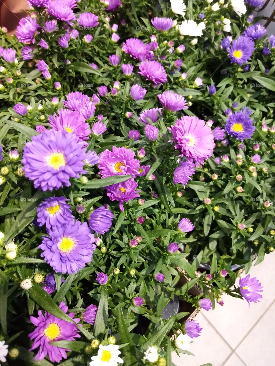 Blumen