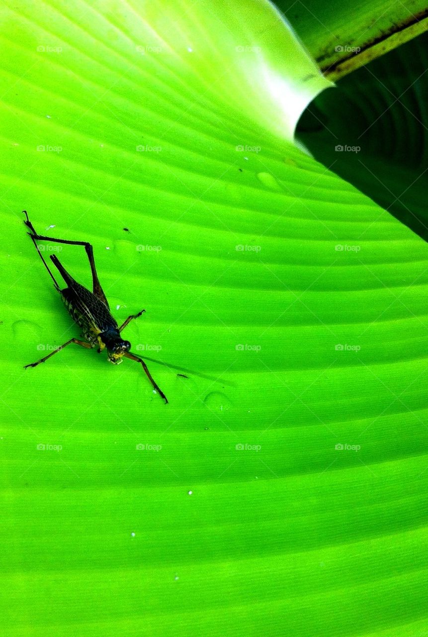 Grasshopper on a banana leaf
