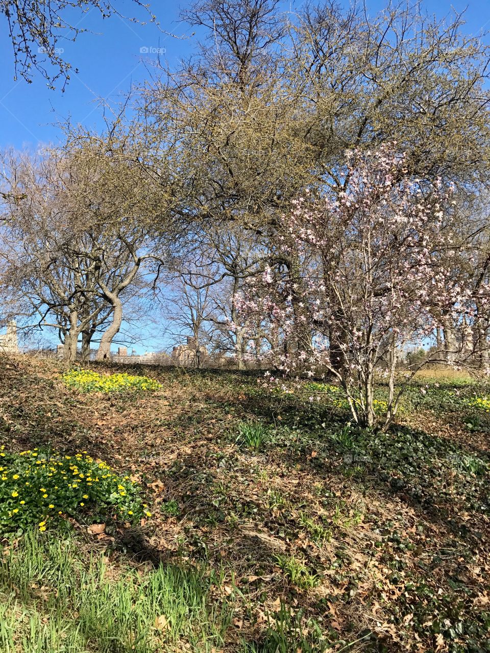 Spring in Central Park 