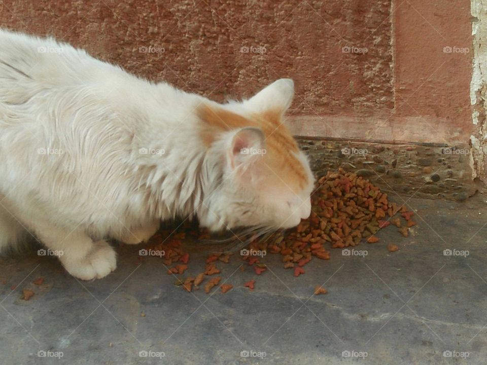 A beautiful cat eat the meal.