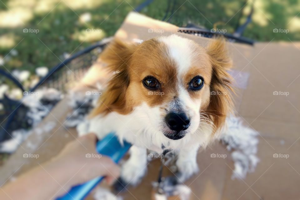 POV from above of a Papillon puppy dog getting his summer trim outside