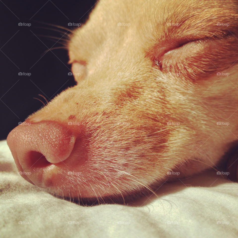 closeup dog sleeping blonde by BohemianBen
