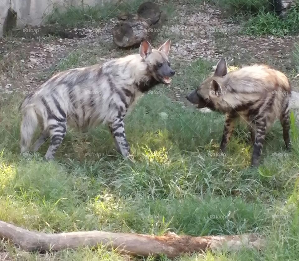 laughing hyenas. hyenas playing at the zoo