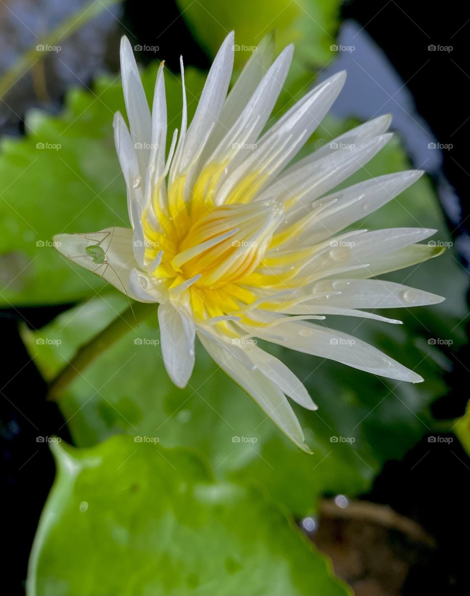 White lotus 