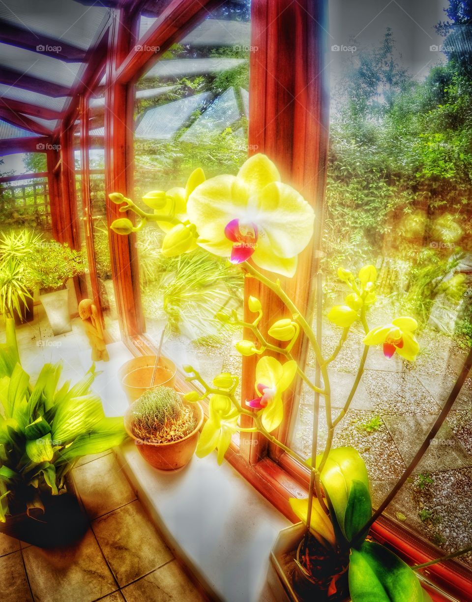 Orchid . Conservatory 