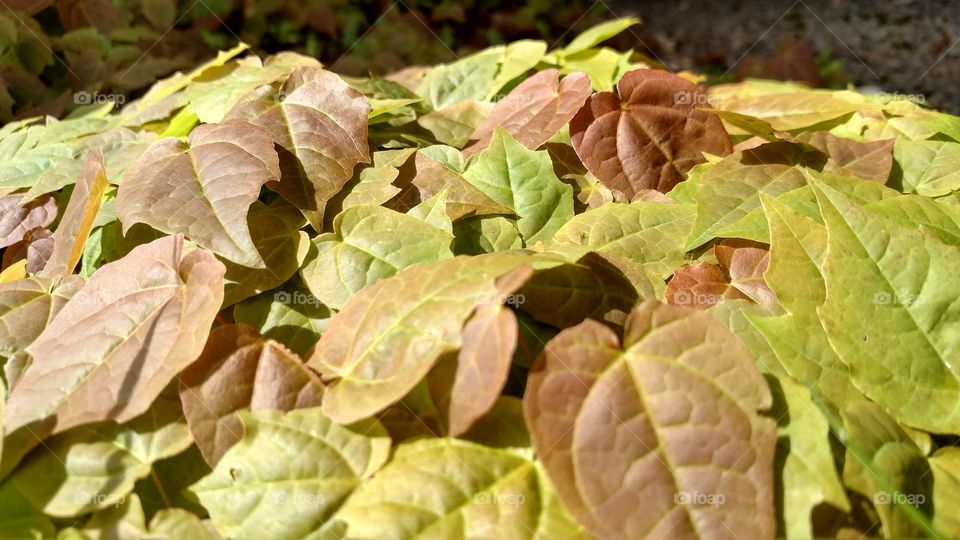 Pile of Fall leaves.