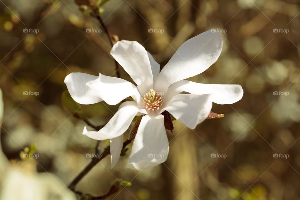 flower of magnolia