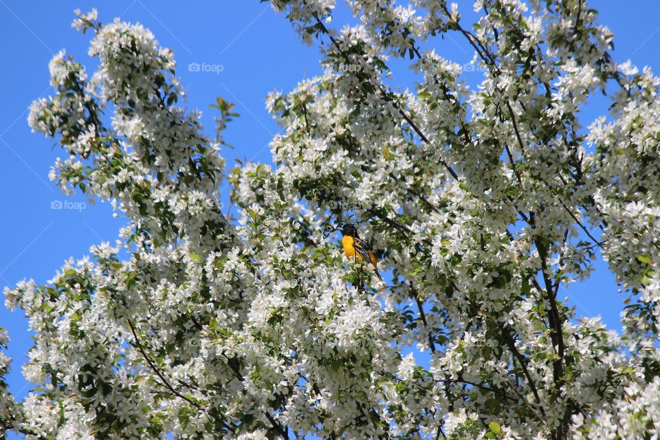 Male Baltimore oriole perching in the crab apple blossoms in the springtime in Michigan