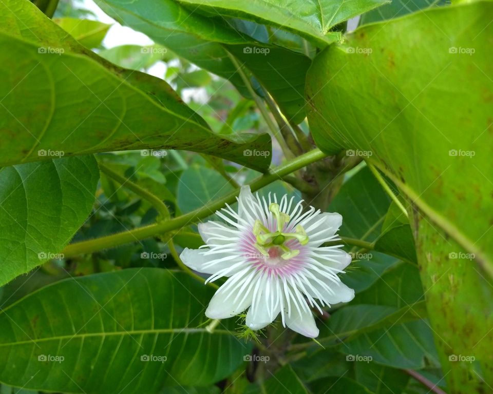 White flower on the yard