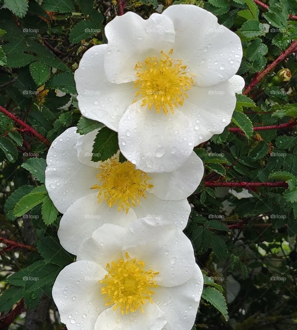 rose blühen Blüten Blumen weiß.