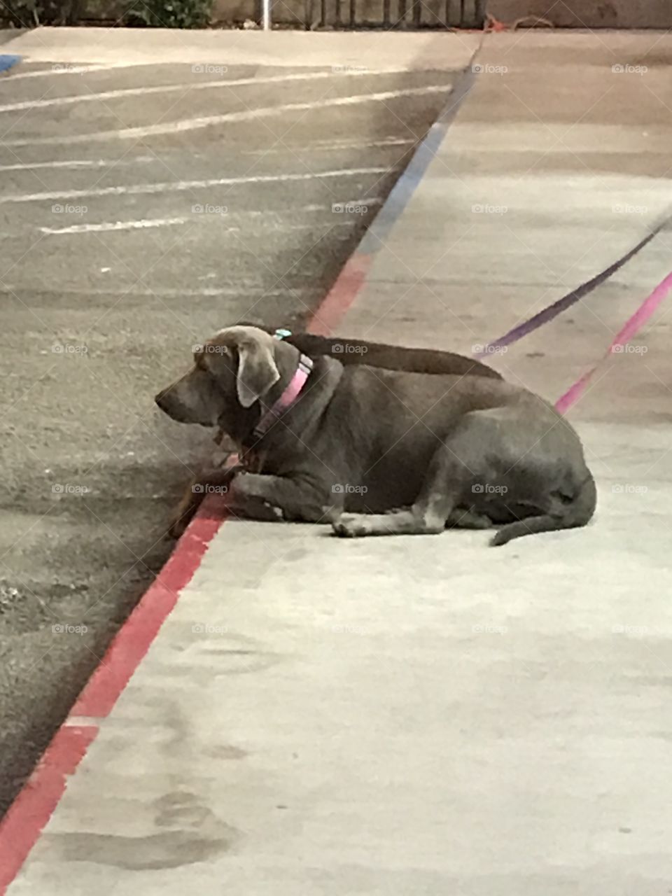 Two dogs on the sidewalk wondering, “When will we get to go home?”