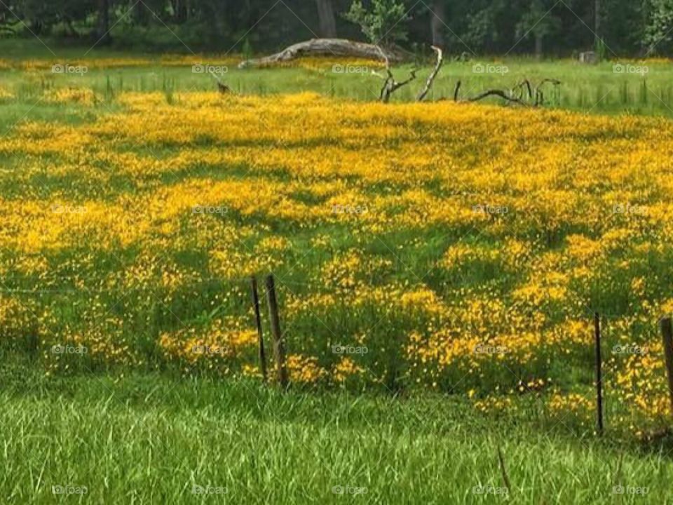 Field of yellow wildflowers in the green grass of a country meadow on a Spring day