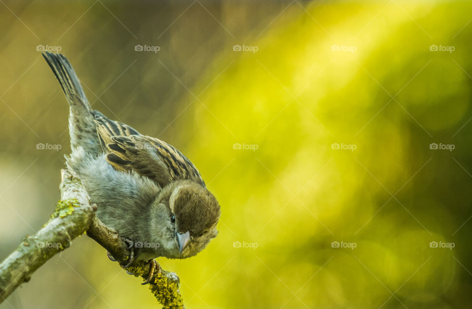 Bird, Wildlife, Nature, Outdoors, No Person