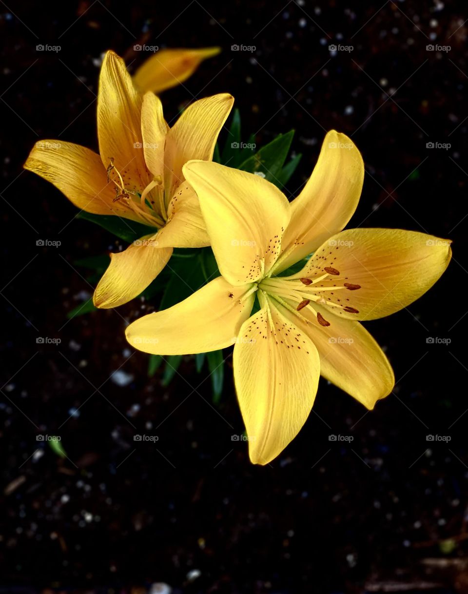 Yellow beautiful Easter Lily on a dark backdrop.