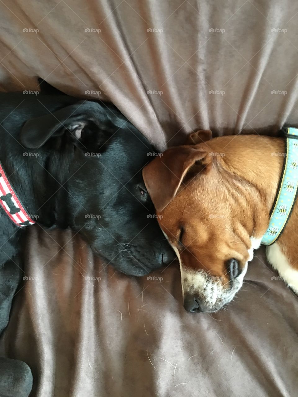 Black dog and brown dog sleeping head to head, siblings, pets, sleeping dogs
