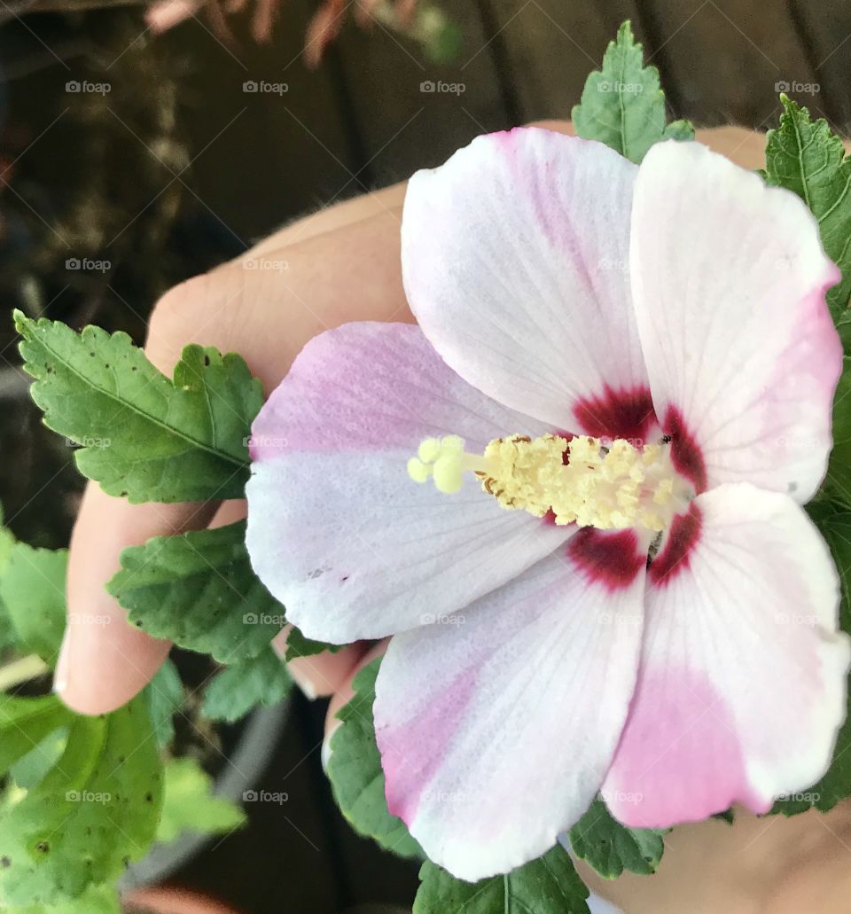 Rose of Sharon, in stripes. A clearance Althea purchased for 25 cents was nurtured on the front porch, and has delighted us with its unique beauty.