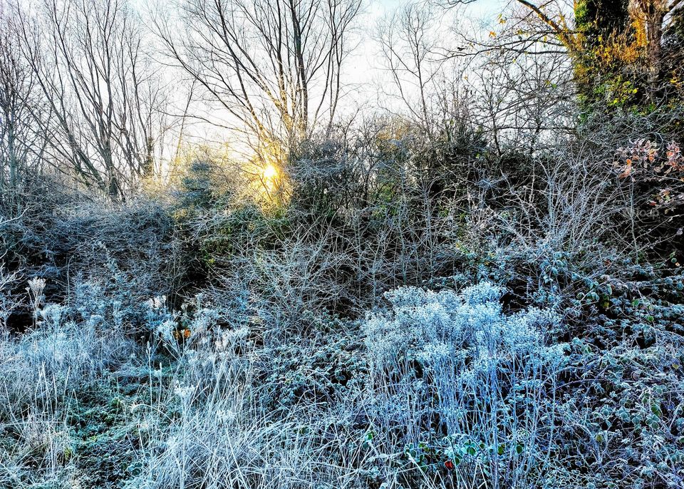 Frost encrusted dried flowers and seedpods in the foreground with low golden sun shining through bare trees in the background