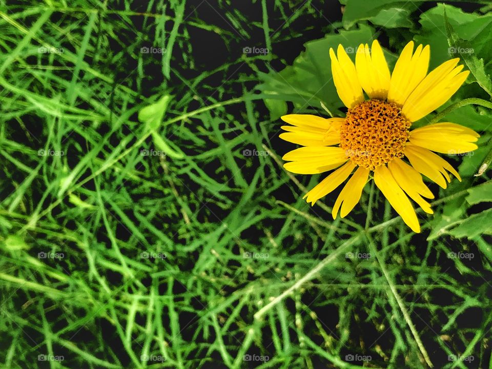 Yellow wildflower on grassy background 