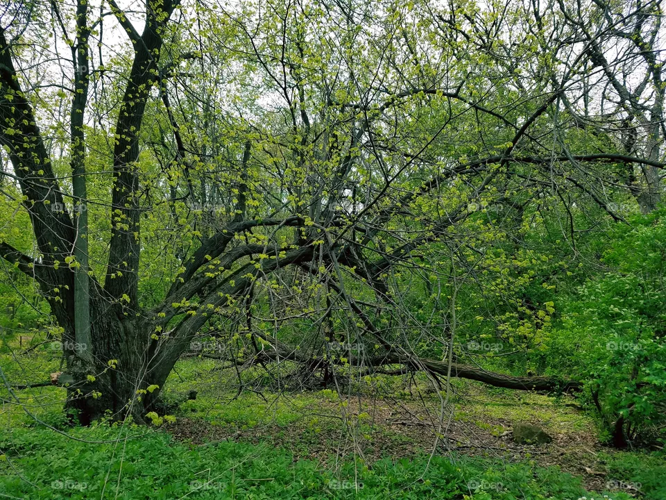 Wood, Landscape, Tree, Nature, Leaf