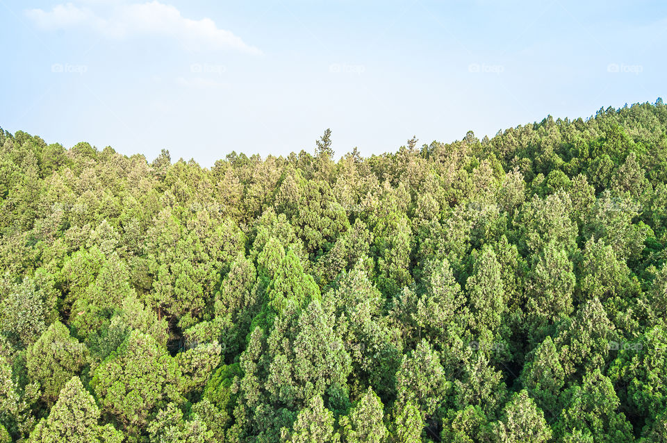 Forest canopy in Xuzhou