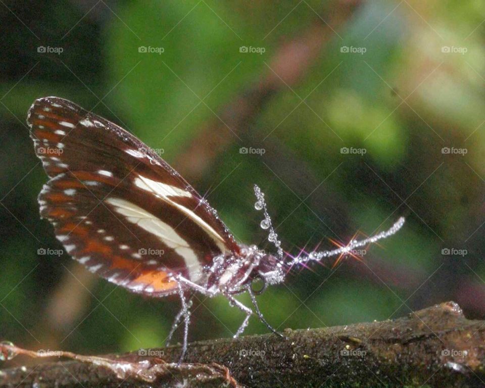 Butterfly in the rain 