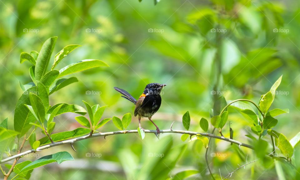 red-backed fairywren is a species of passerine bird in the Australasian