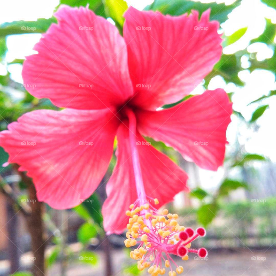 Pink flower with detailed pollengrains and Pollentube