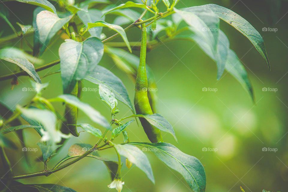 A green chilli hanging from the branch and surrounded by green leaves.