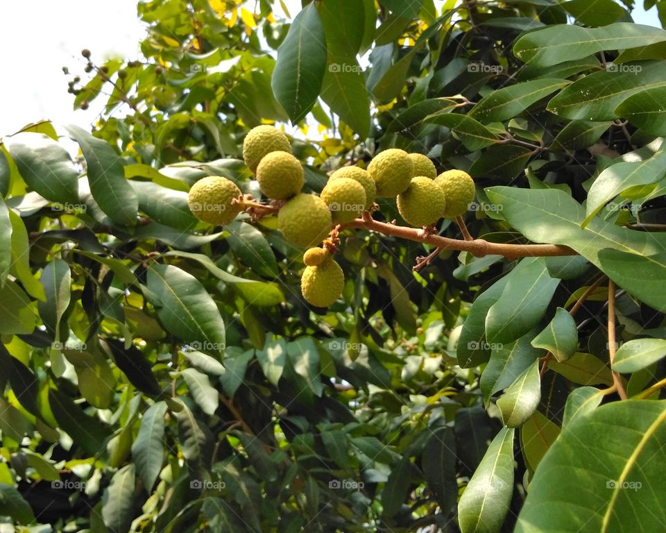 Fresh langon fruit on tree