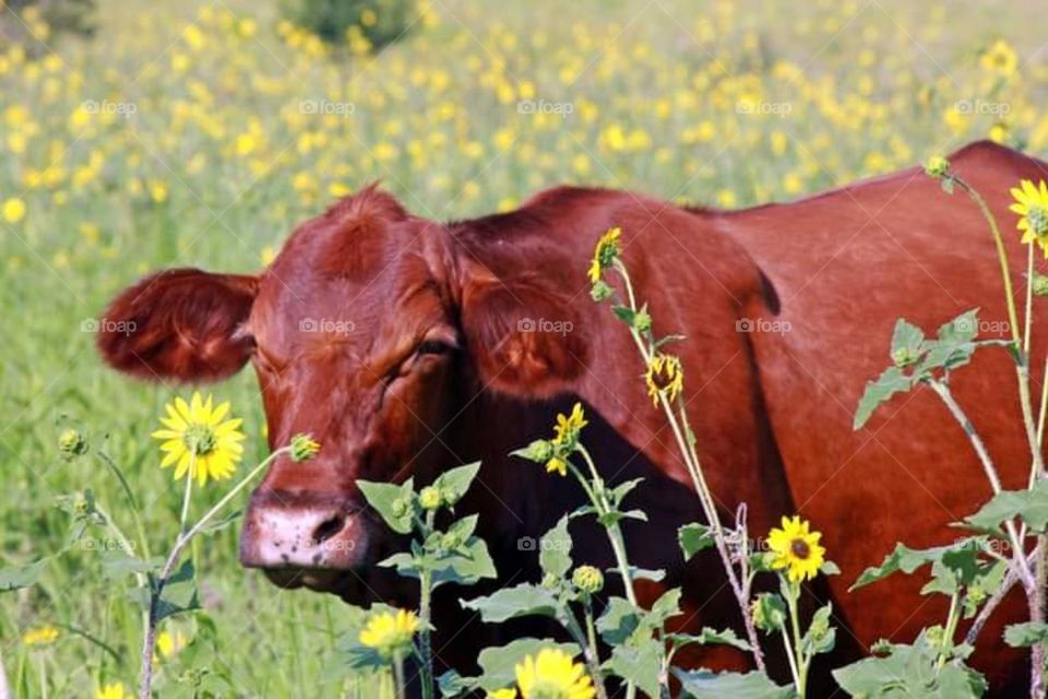 Cow In Flowers