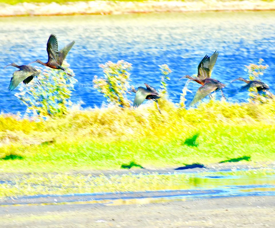 Birds in flight