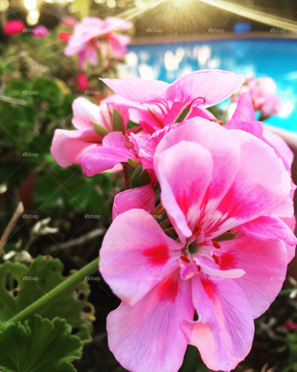 Geraniums at the pool