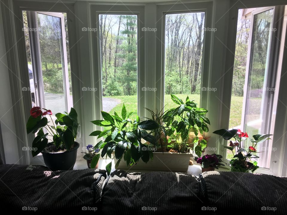 Window plants