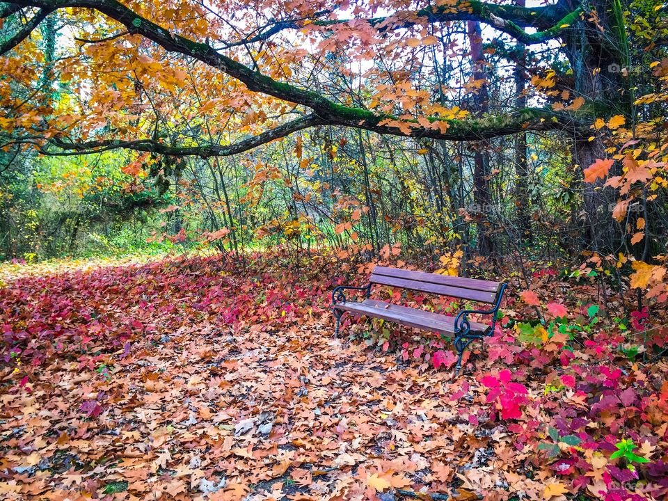 Park in fall