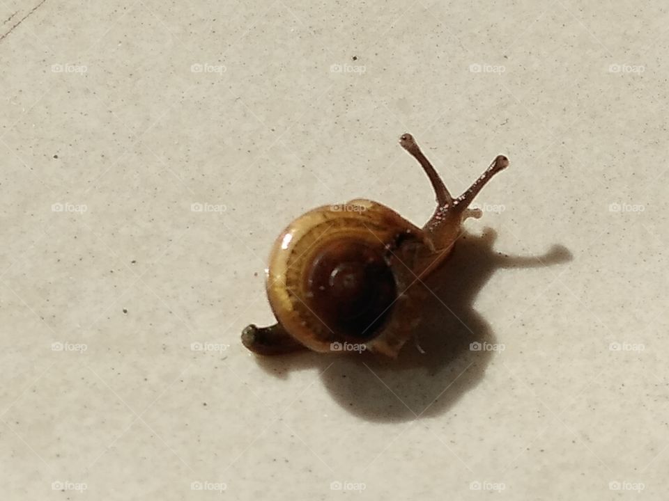 a snail walking on the floor
