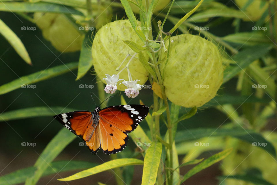 African Monarch in flight on a Milkweed flower and fruit