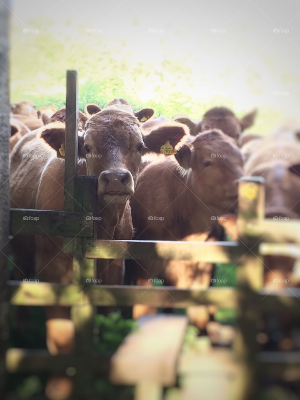 Curious Cow. Walking on a public bridle way I came face to face with a group of curious cows ...