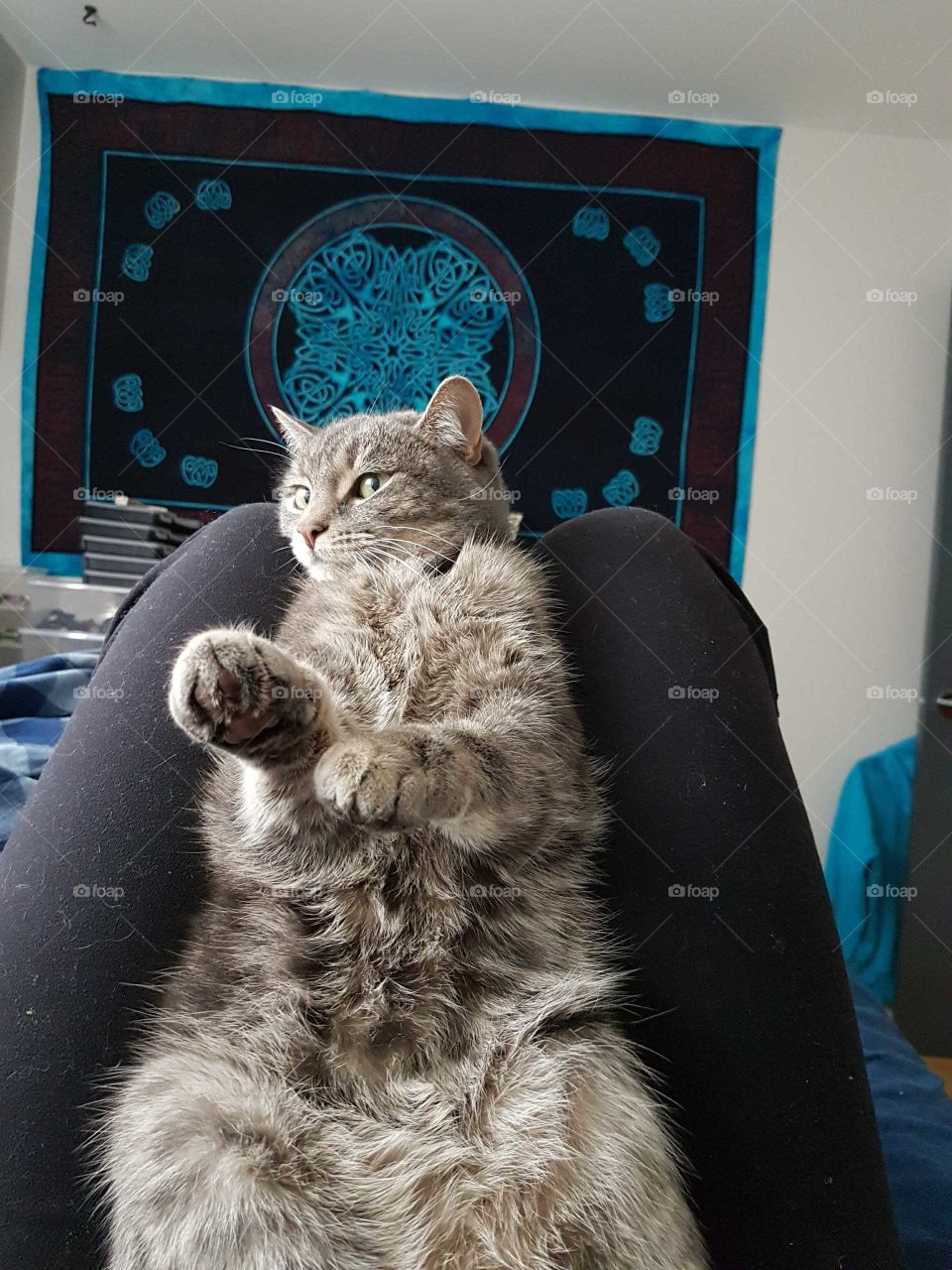 Furry cat in a funny position