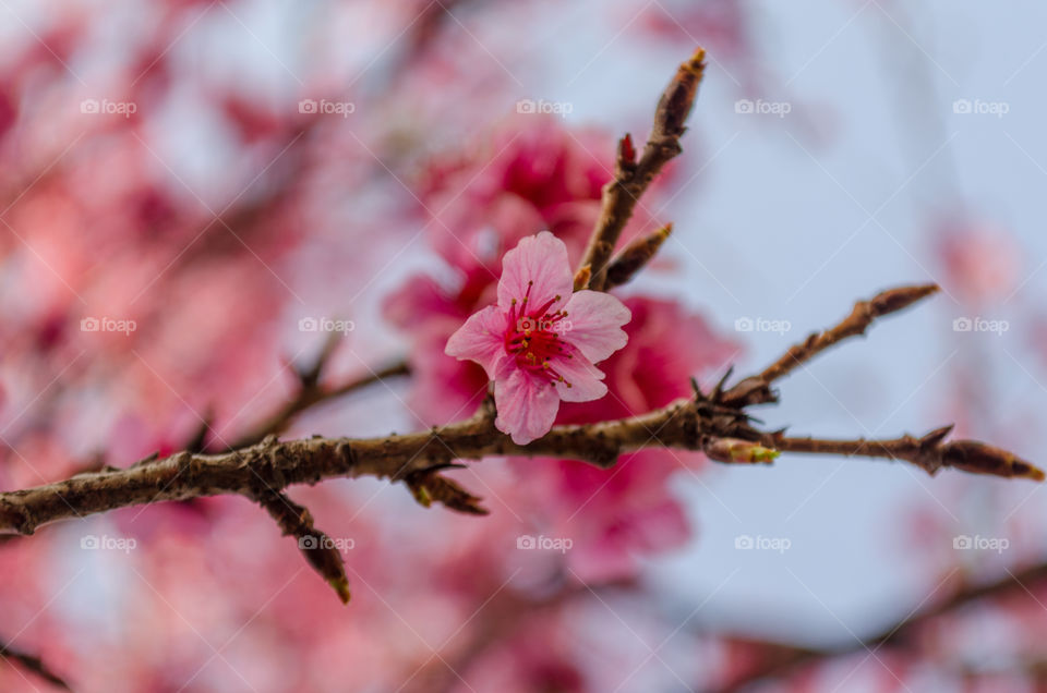 Cherry Blossom