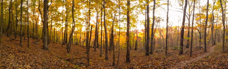 Fall Woods