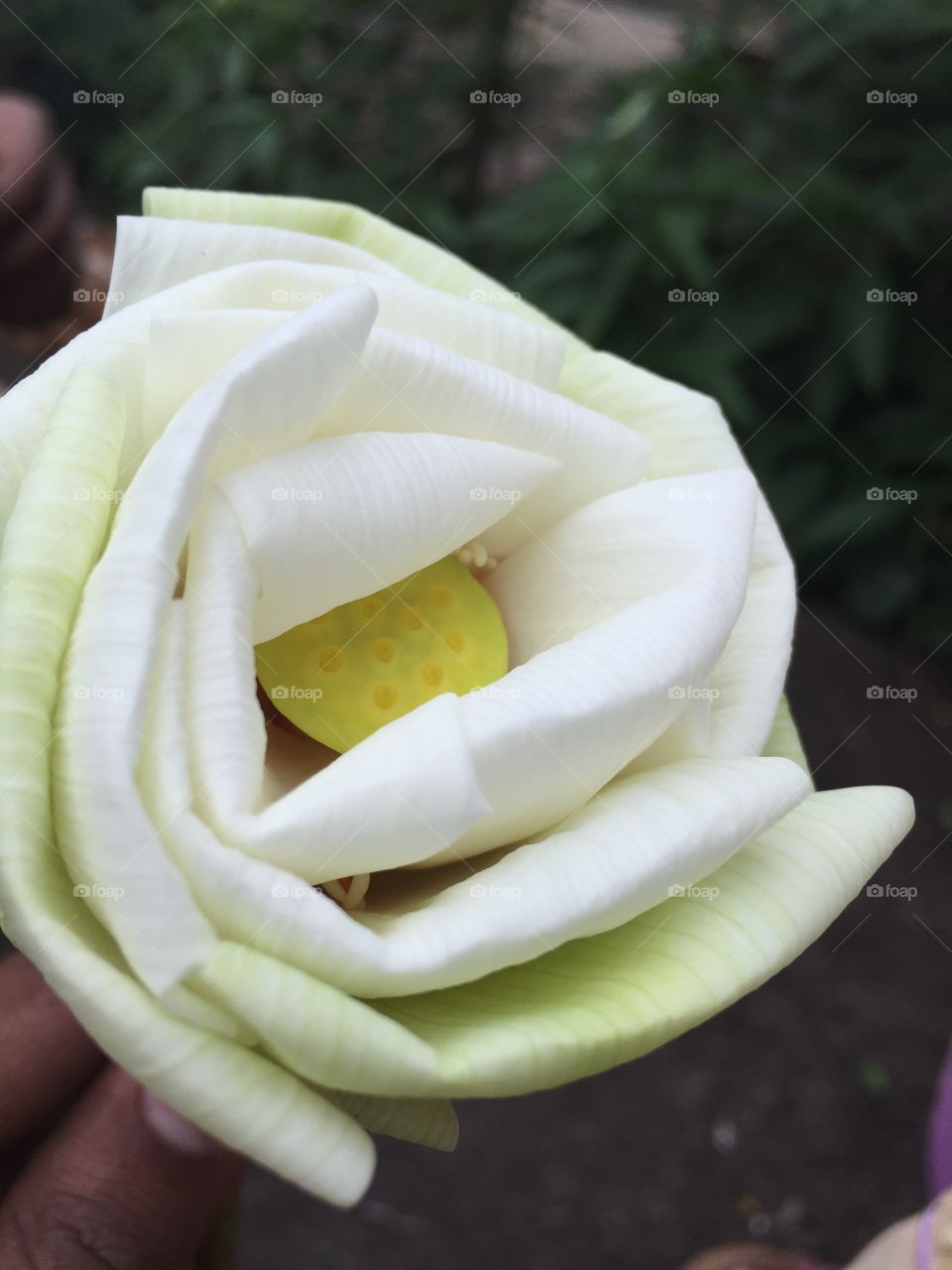 Processed lotus flower..