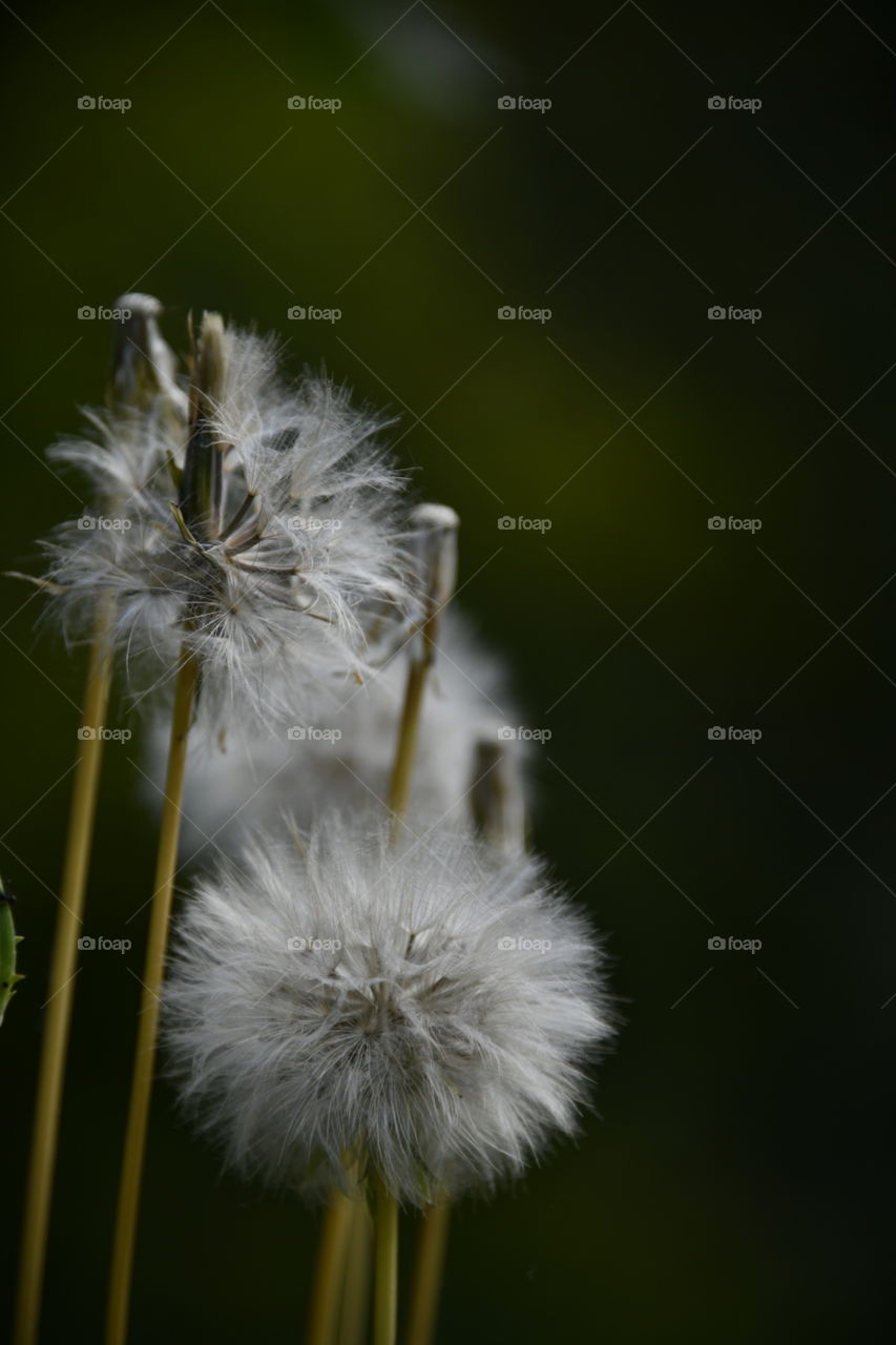 Diente de León
 Dandelion