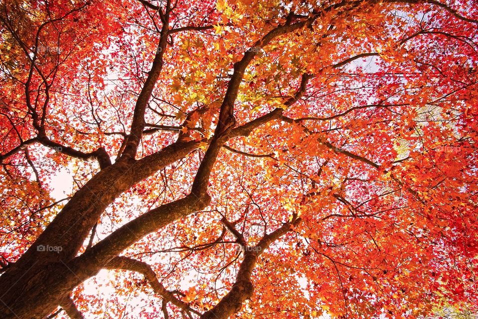 Maple tree in autumn