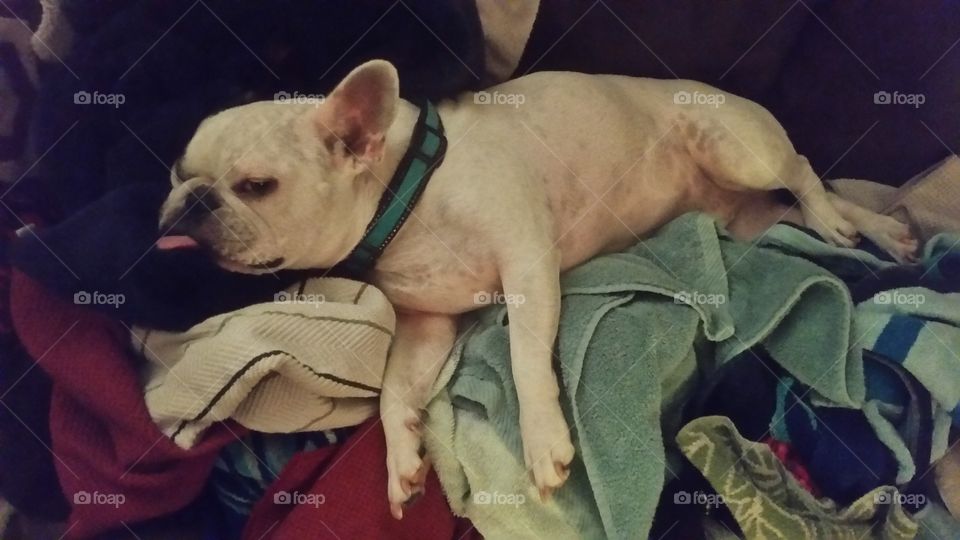 Warm, Clean Laundry And The Heat Seeking Frenchie