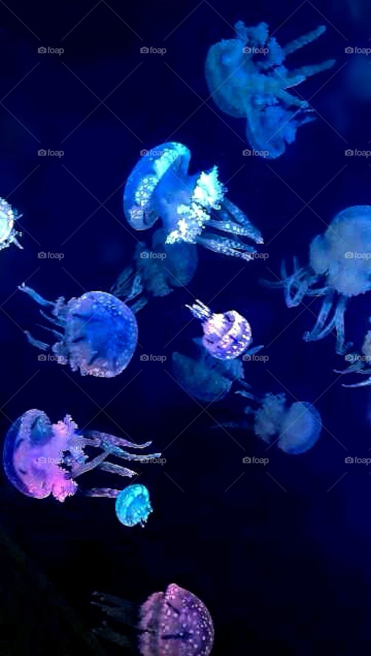 I recall not wanting to visit the aquarium in Korea but as soon as I stepped in because mom forced me to do so this caught my attention. 
Beautiful jellyfish were swimming so peacefully in the water
