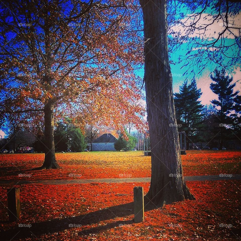 Autumn in the Park 