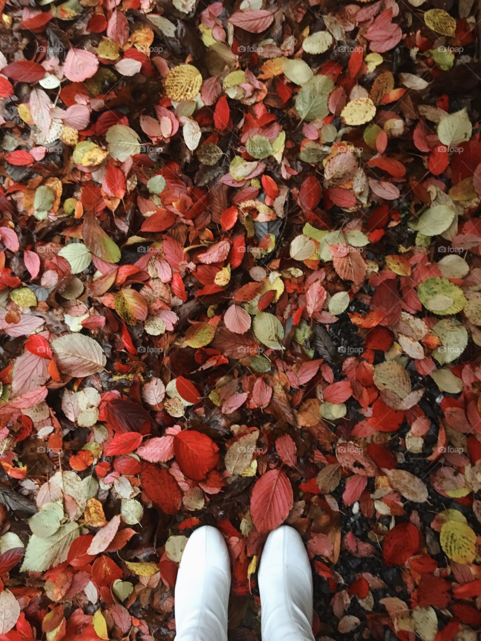 Lovely fall leaves 