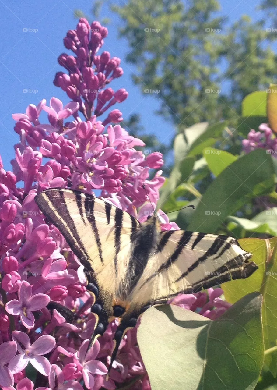 Butterfly3