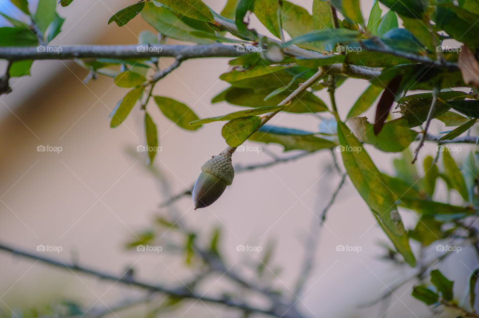 Acorn hanging on tree